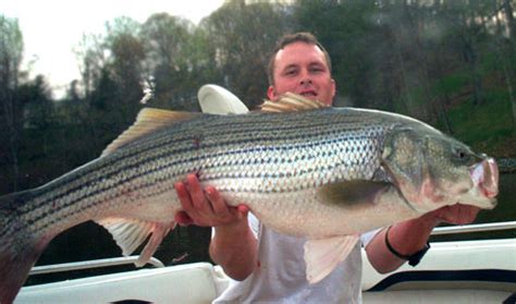Weekly fishing reports for selected texas inland and coastal waters, with access to past reports. Smith Mountain Lake Striper Fishing Guide and Charter