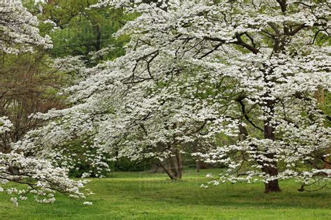 Dogwood Tree In Full Bloom Audubon Park Neighborhood Louisville