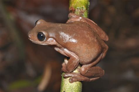 The Green Tree Frog Has A Newly Discovered Chocolatey Ancestor