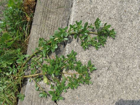 Sidewalk Weeds In The Hot Dry Summer Friesner Herbarium Blog About