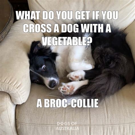 Top 10 Funny Border Collie Memes You Need To See 1 Bonus Meme