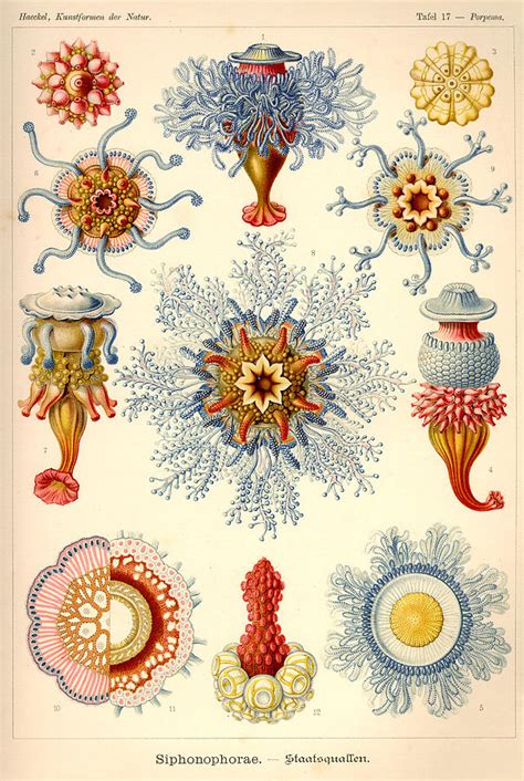 Art Forms In Nature Sea Life Painting By Ernst Haeckel