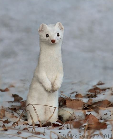Long Tailed Weasel In His Winter Coat Animals Beautiful Cute Animals