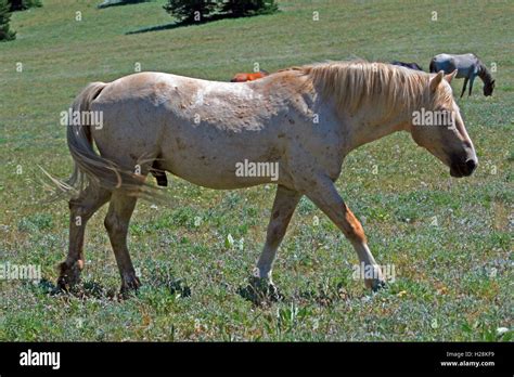 Wild Horse Mustang Palomino Stud Stallion In The Pryor Mountain Wild