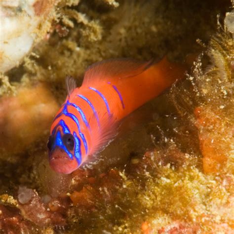 Blue Banded Goby Images Photo Video Showcase Wetpixel