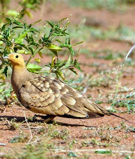 Chestnut Bellied Sandgrouse Birds Of India Bird World