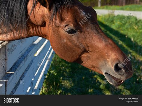 Snout Wild Brown Horse Image And Photo Free Trial Bigstock