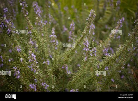 Flowering Rosemary Herb Plant In The Garden Stock Photo Alamy