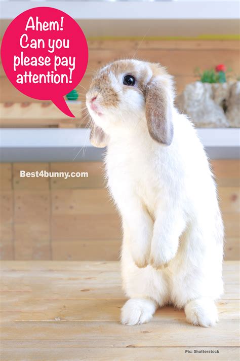 The Hilarious Things Our Rabbits Do Best 4 Bunny