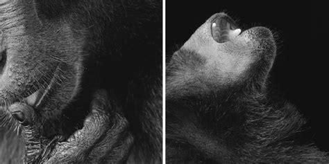 More Than Human Tim Flach Feel Desain Your Daily Dose Of Creativity