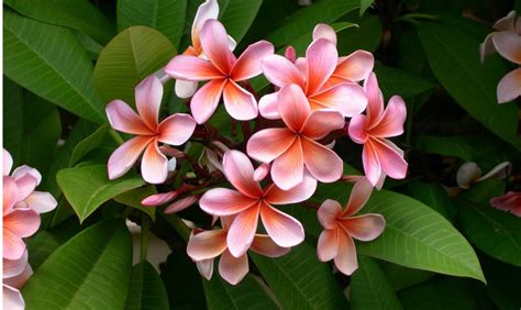 Aiuole del giardino, lungo un percorso, sotto un patio, sul davanzale delle finestre, sui balconi. Piante dai fiori profumati - CASAfacile