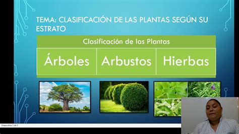 Clasificacion De Las Plantas Segun Su Estrato Youtube
