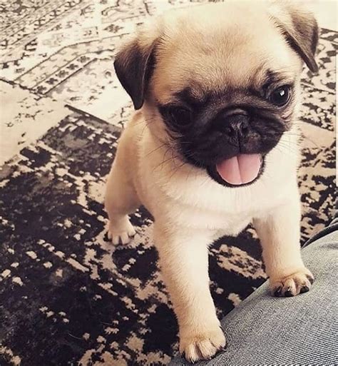 10 Amazing Cute Pictures Of Pug Puppies That Will Make You Go Aww