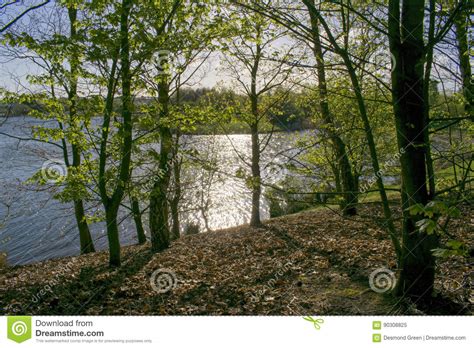 Sunlight Glistening On Lake Through Forest Stock Image Image Of