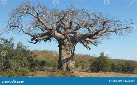 A Baobab Tree South African Game Reserve Stock Photo Image Of Park