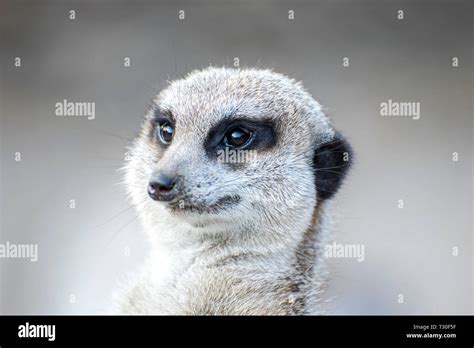 Scared Straight Hi Res Stock Photography And Images Alamy