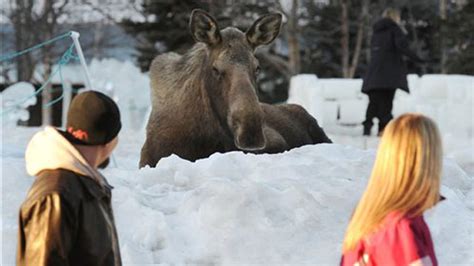 Moose Attacks 6 Year Old In Alaska Fox News