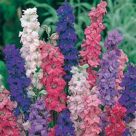 Imperial Rocket Larkspur Mix Delphinium Consolida Variety Sizes Free