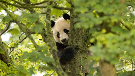 Edinburgh Zoos Giant Pandas No Longer Endangered In China Stv News