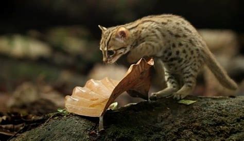 The Rusty Spotted Cat The Smallest Feline In The World Fully Grown It