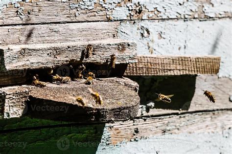 Life Of Bees Worker Bees The Bees Bring Honey 20888983 Stock Photo At