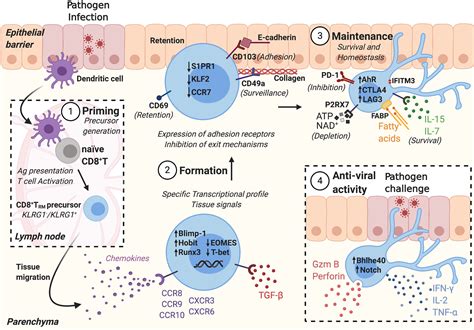 Frontiers Discipline In Stages Regulating Cd8 Resident Memory T