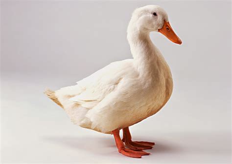 Check spelling or type a new query. Stock Photo Gambar Itik dan Bebek