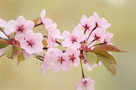 Cherry Blossom Varieties And How They Bloom Snow Monkey Resorts