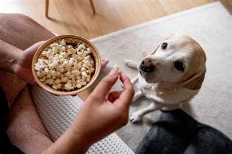 Can Dogs Eat Popcorn Veterinarians Weigh In On The Popular Snack