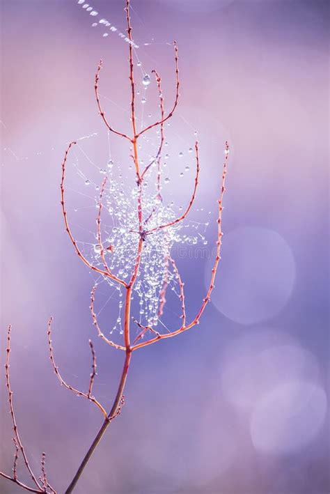 Dry Flower In The Threads Of A Cobweb Hung With Drops Of Dew In The