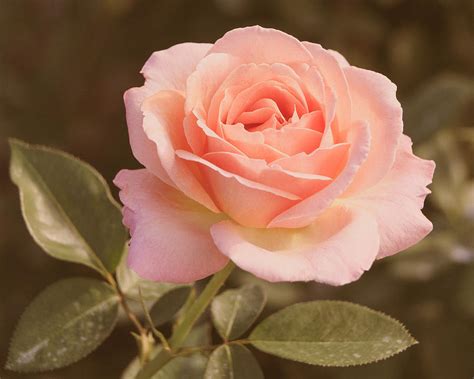 Soft Pink Rose Photograph By Terri Morris