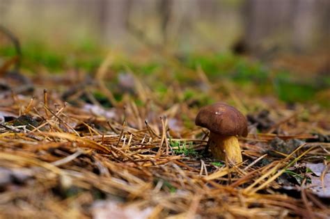 Single Alone Brown Fungus Growing In The Forest Between Dry Pine