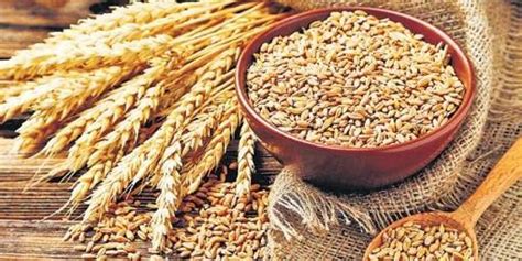 Food and drug administration rules, must have fewer than 20 parts per million of gluten. Get food grains in exchange for plastic, Gurugram's new ...