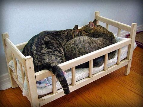 Best Things About Cat Bedtime Barnorama