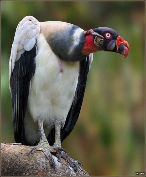 S~~~king Vulture Sarcoramphus Papa Βασιλικός γύπας Is A Large Bird