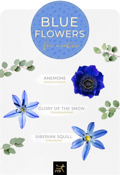 30 Types Of Blue Flowers Blue Flower Names Types Of Blue