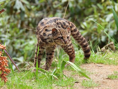 Oncilla Leopardus Tigrinus Ecoregistros