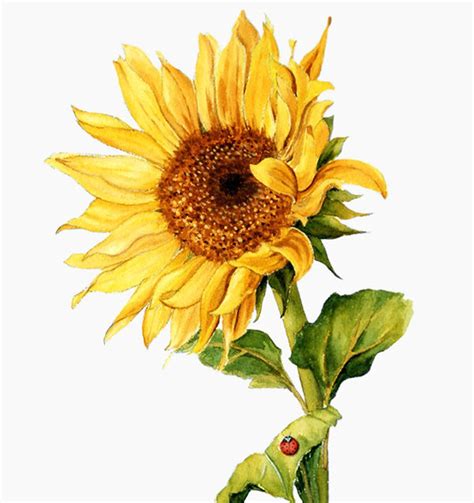 Sunflower Watercolor Clipart Rustic Fall Flower Vibrant Etsy Uk