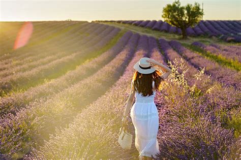 Ngất Ngây Trước Vẻ đẹp Của Cánh đồng Hoa Lavender ở Pháp Qua ống Kính