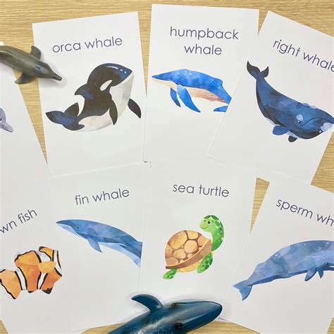 Ocean Flash Cards Sea Creatures Ocean Animals Flash Etsy