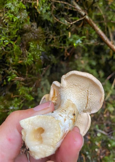 My Alaska Edible Mushrooms Log Andrea Kuuipo Abroad