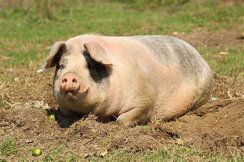 Royalty Free Fat Pig Pictures Images And Stock Photos Istock