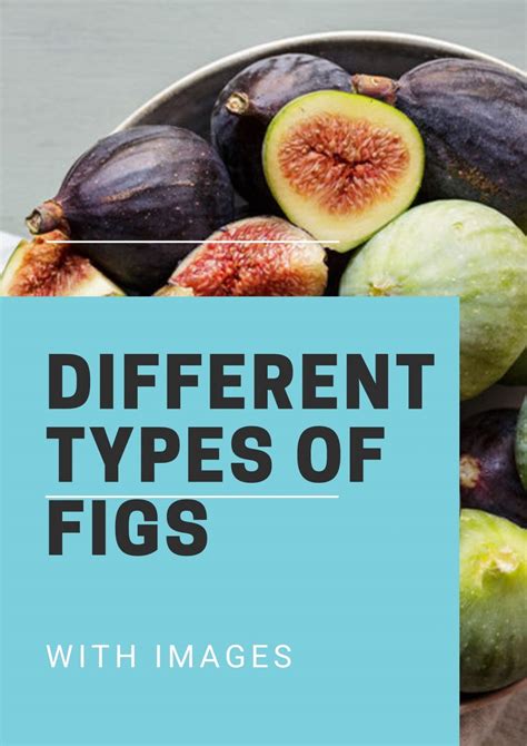 20 Different Types Of Figs With Images Asian Recipe