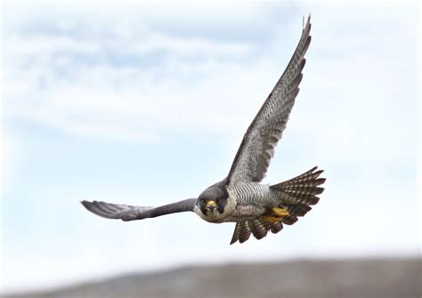 Peregrine Falcon Expected to be Removed from Missouri's Endangered List | My Mo Info