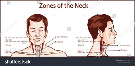 Zones Of The Neck Vector İllustration Royalty Free Stock Vector