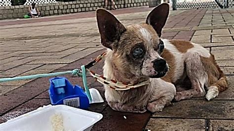 Rescue Abandoned Senior Dog Spend Full Life On The Streets Will Inspire