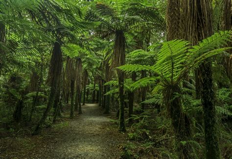 The Rain Forest At Roaring Billy Falls New Zealand