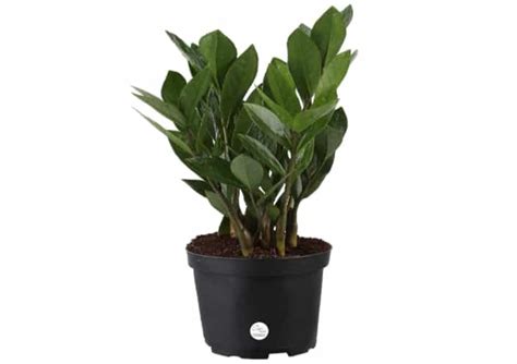 Zz plants grow quickly, aren't picky about what kind of light they get, and are generally easy to care for, making them a favorite choice for indoor greenery. Is ZZ Plant Toxic to Cats or Safe? | Pet Care Advisors