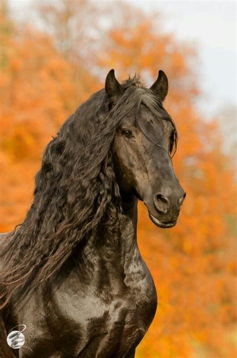 Beautiful Horses Horse Breeds Friesian Horse