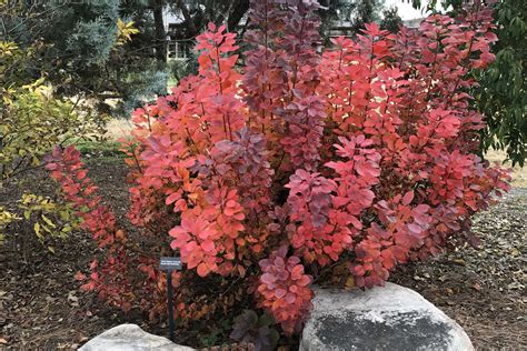 Ut Gardens November 2018 Plant Of The Month Smoketree Ut Gardens